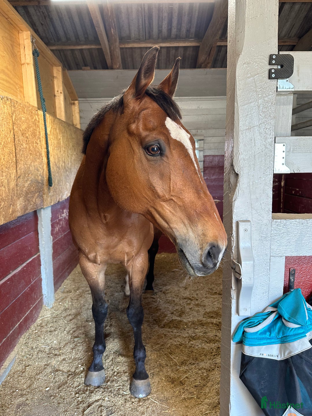 Allround hästar till salu: Drömhästen i Mjölby - Annons 1