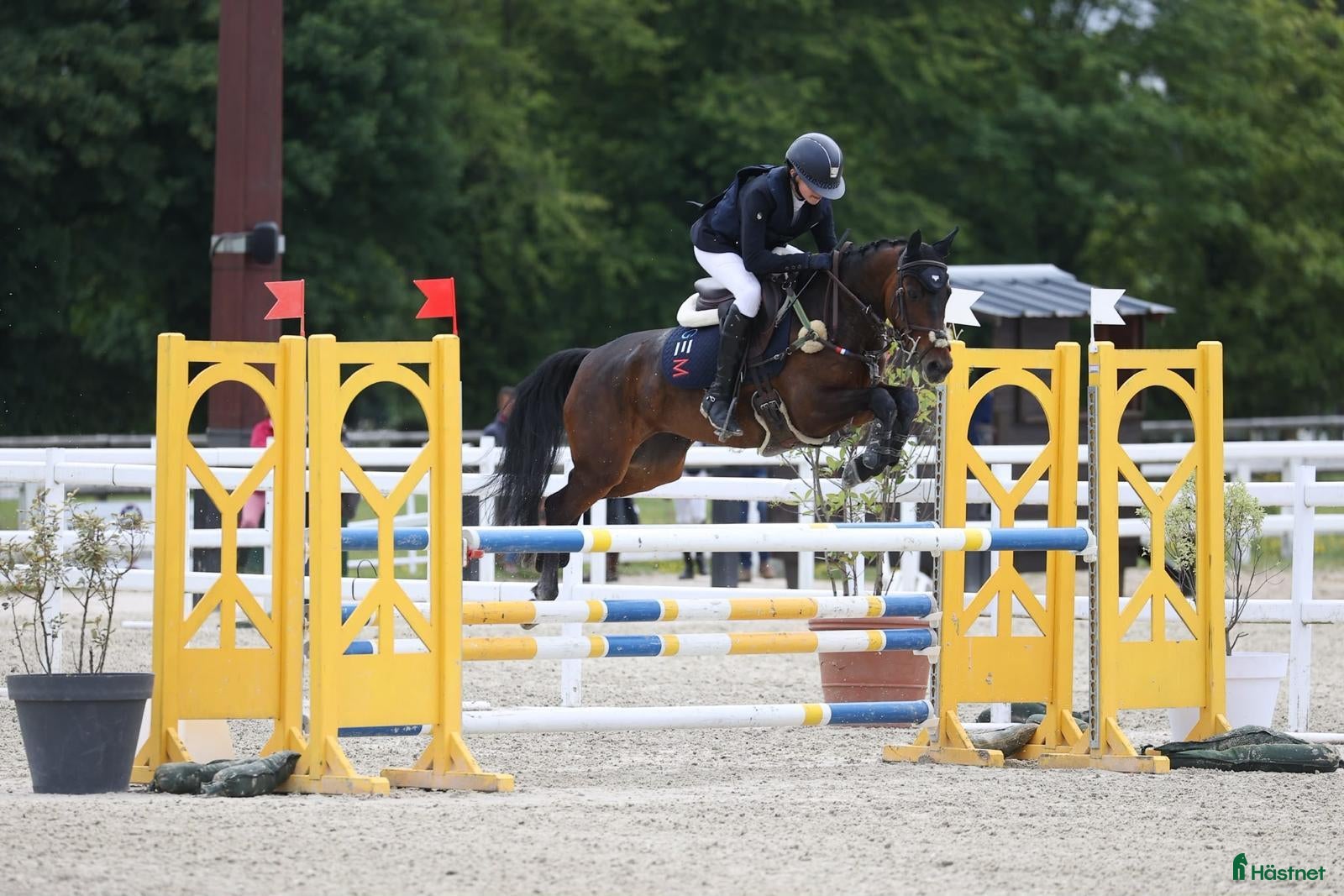 Övrigt hästar till salu: 138 Grand Prix C pony in France - Annons 1