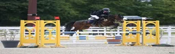 Övrigt hästar till salu: 138 Grand Prix C pony in France - Annons 1