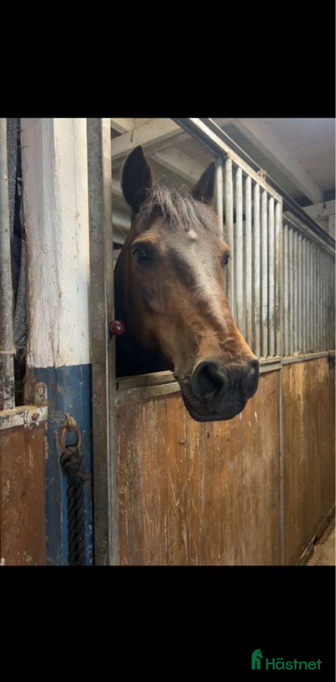 Allround hästar till salu: Maxad C-ponny, New Forest - Annons 2