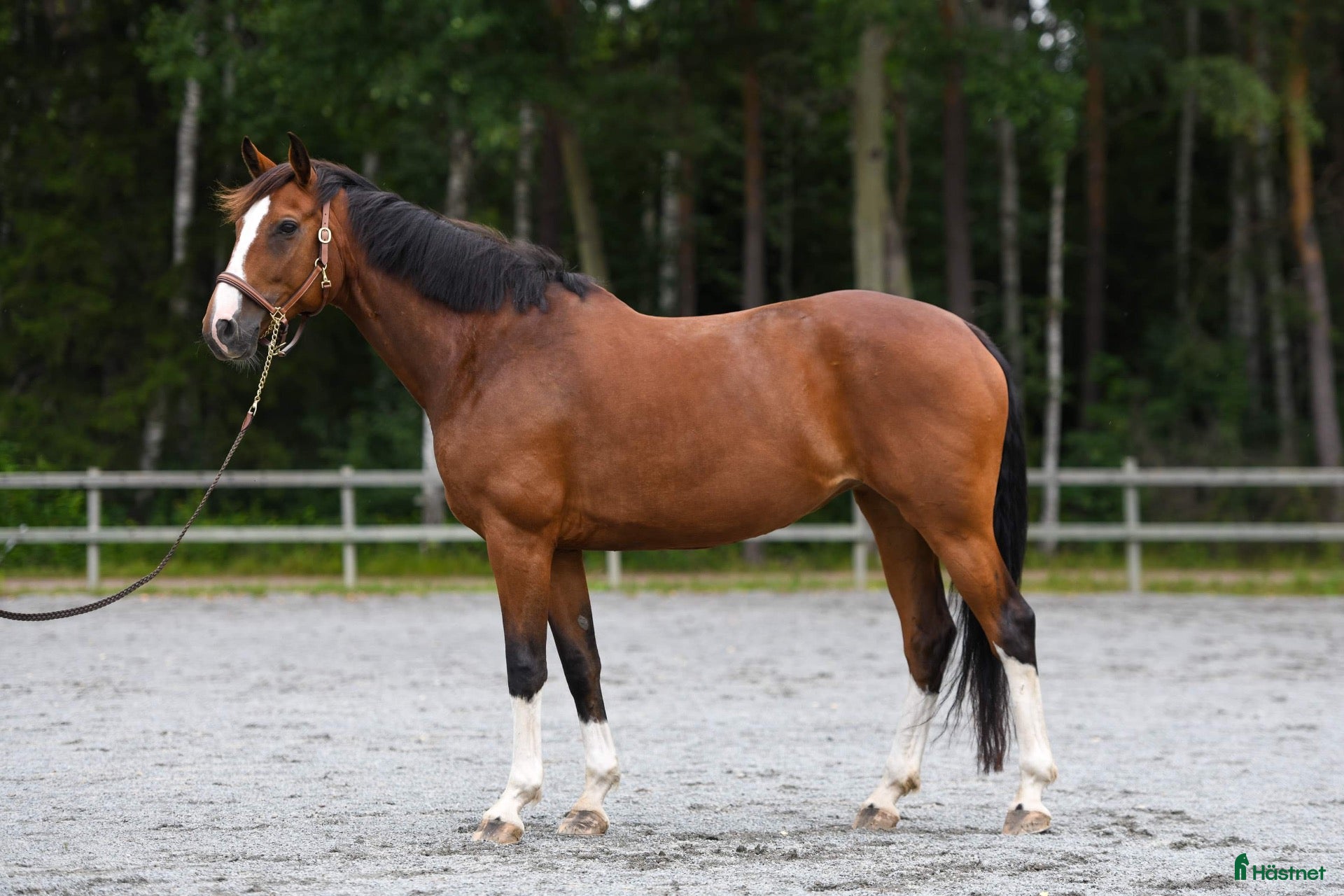  hästar Ambitiös och positiv häst för hopp och dressyr  - Annons 1