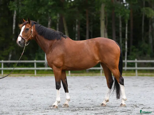 hästar till salu: Ambitiös och positiv häst för hopp och dressyr - Annons 1
