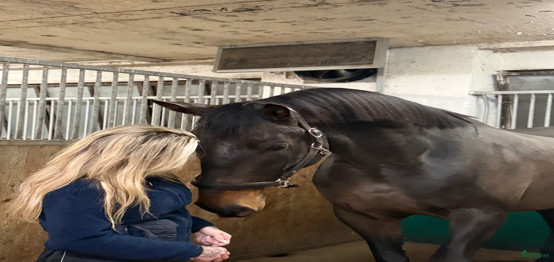 Galleribild {{count}}