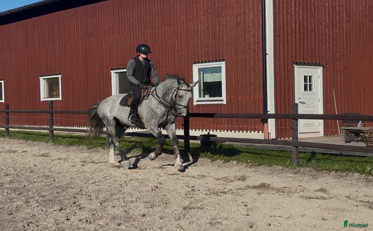  hästar i Hedemora - Annons 3