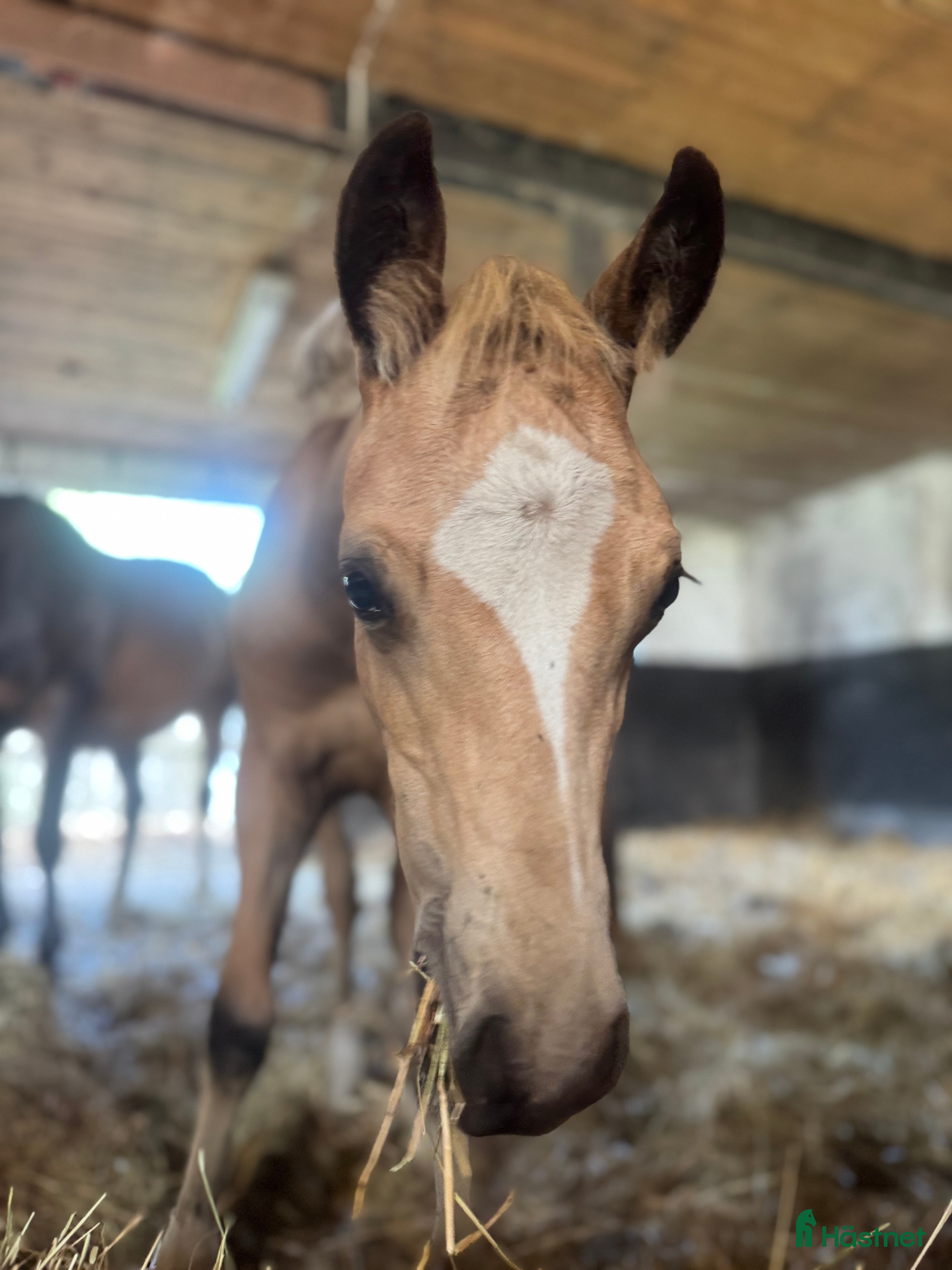  hästar Ridsponnyföl för dressyr i Sjöbo - Annons 17