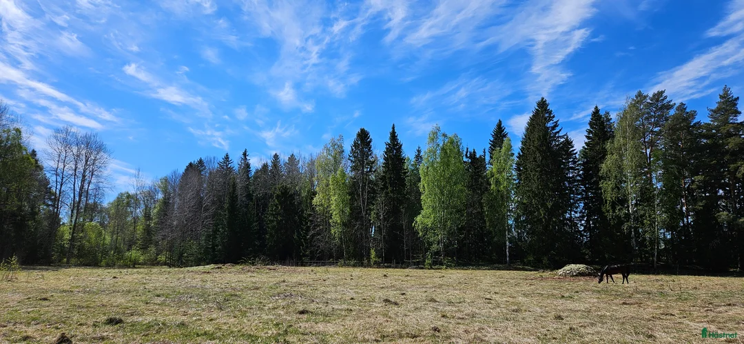 Allround hästar sökes: Trygg kompis sökes - Annons 1