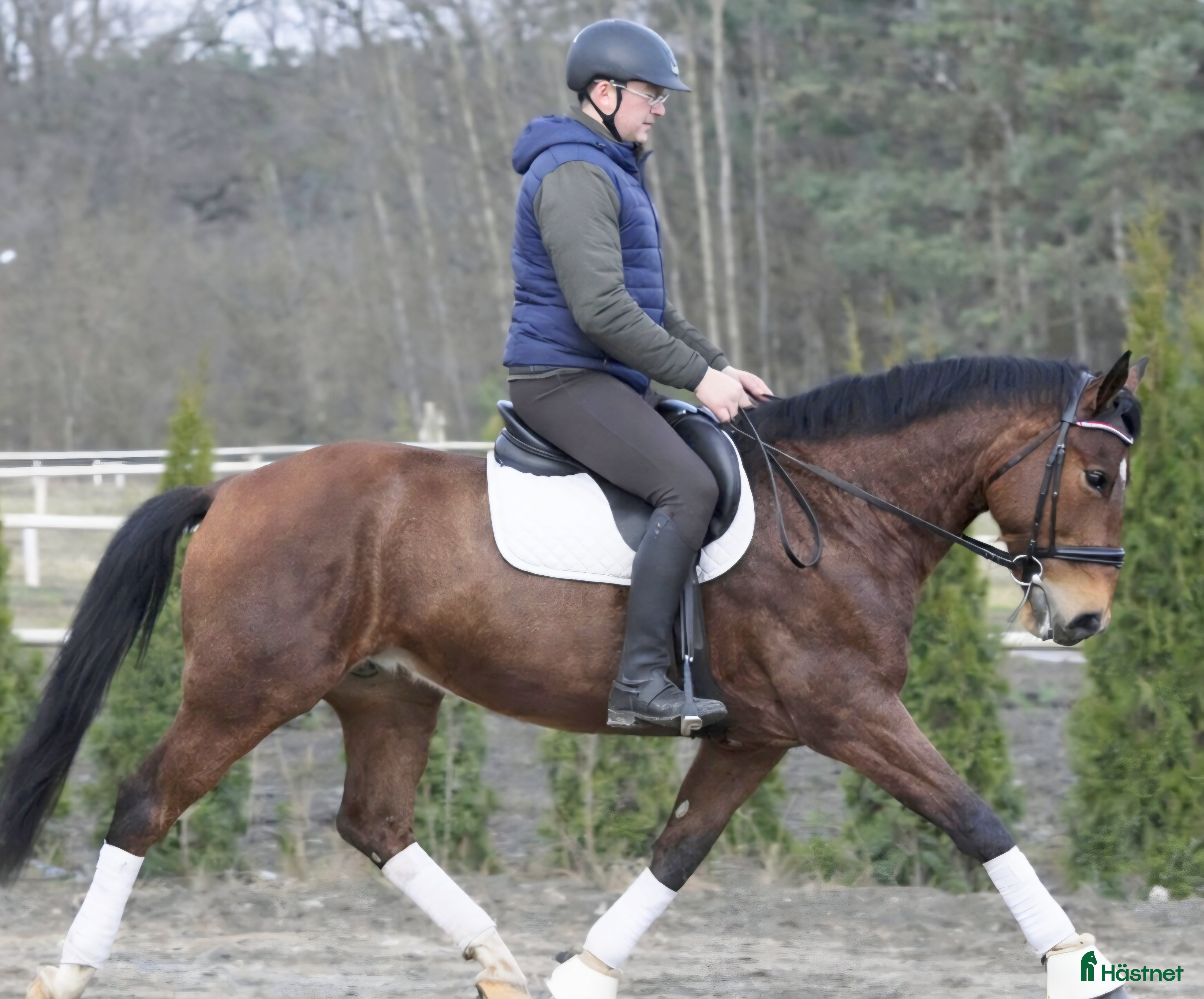  hästar Dressage & driving & jumping partner for everybody - Annons 4
