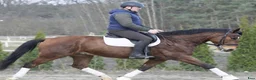 Allround hästar till salu: Dressage & driving & jumping partner for everybody - Annons 1