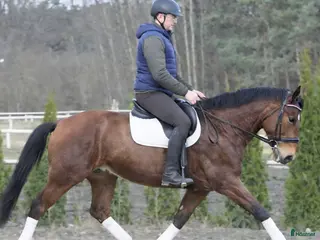 hästar Dressage & driving & jumping partner for everybody - Annons 4