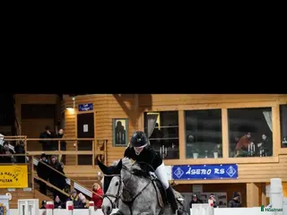 hästar 🌟 Lilly – Tävlingsponny med LA + meriter - Annons 2