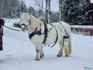 Körselar körning till salu: Zilco Sports Shetland i Enköping - Annons 9