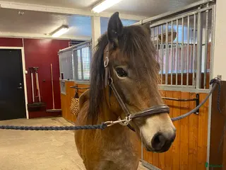 hästar Världens snällaste Gotlandsruss Sto - Annons 5