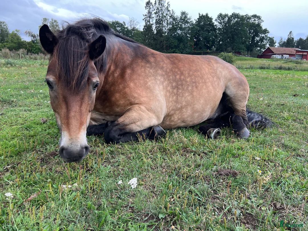Allround hästar till salu: Farbror Frej söker sin nästa bästa vän ❤️ - Annons 6