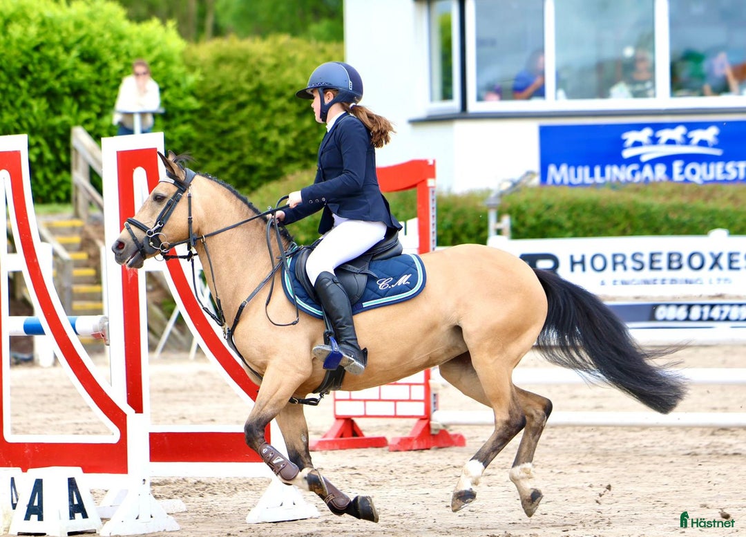 Hoppning hästar till salu: 13yr old TOP 128cm pony!!! i Stockholm - Annons 8