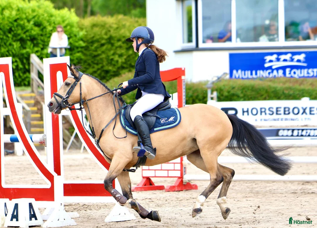 Hoppning hästar till salu: 13yr old TOP 128cm pony!!! i Stockholm - Annons 8