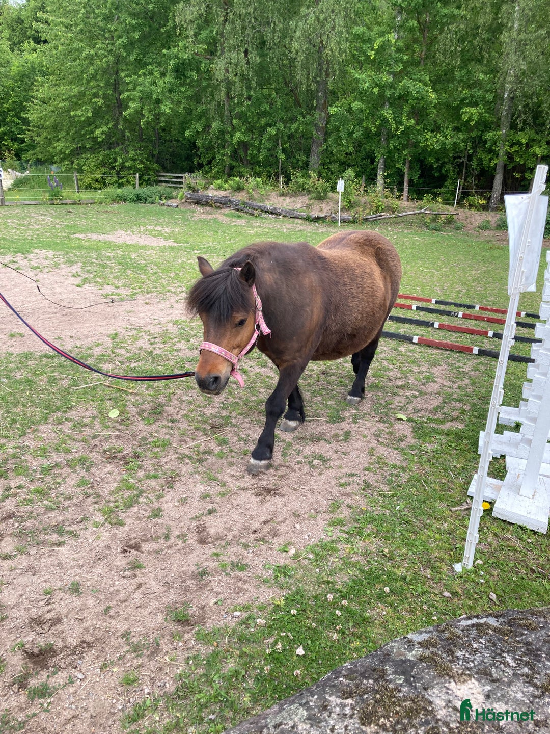 Allround hästar till salu: Trygg barnponny  i Mölltorp - Annons 3