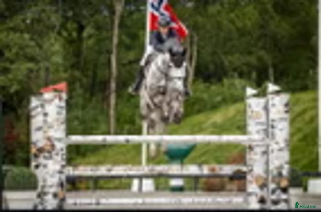 Hoppning hästar till salu: Hopphäst till salu i Sandnes - Annons 1
