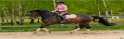 Dressyr hästar till salu: Supertrevligt 7-årigt sto för dressyr/allround - Annons 1