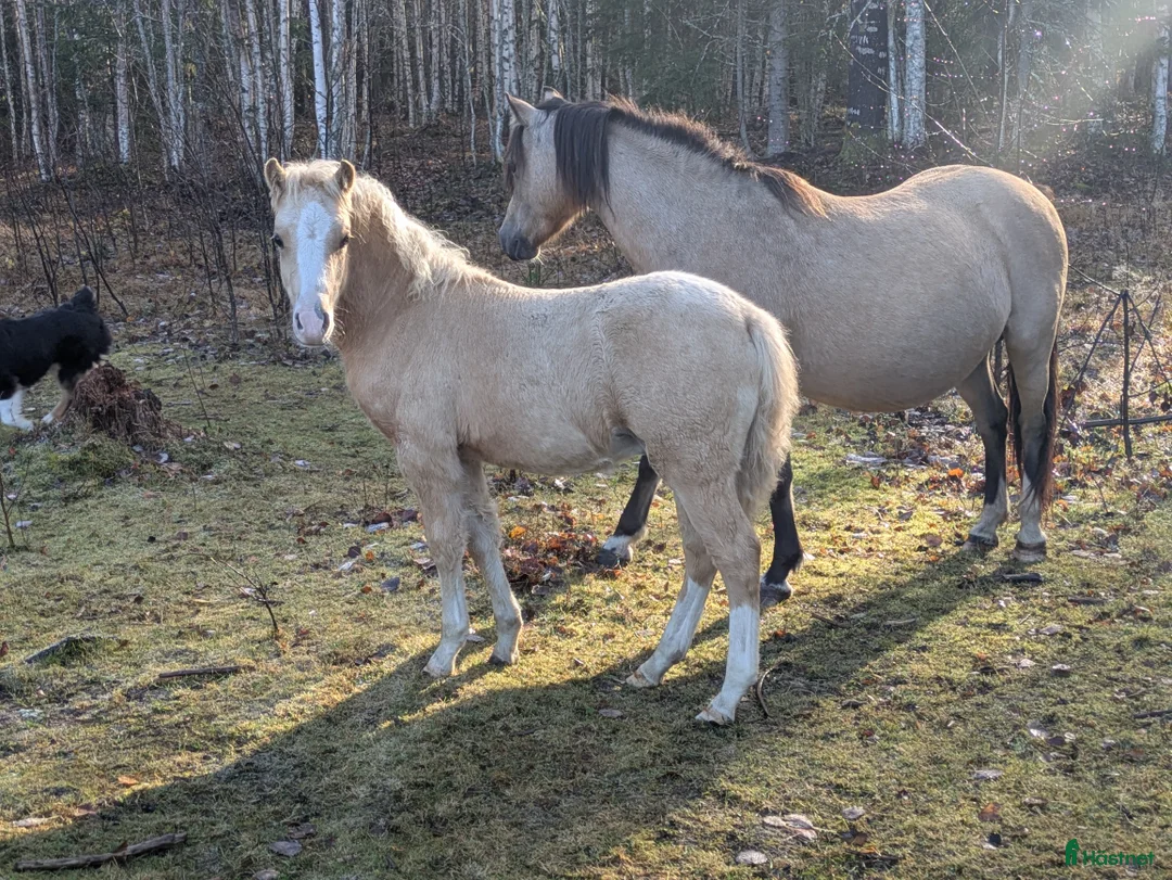 Allround hästar till salu: Vacker Lovande Kille . - Annons 6