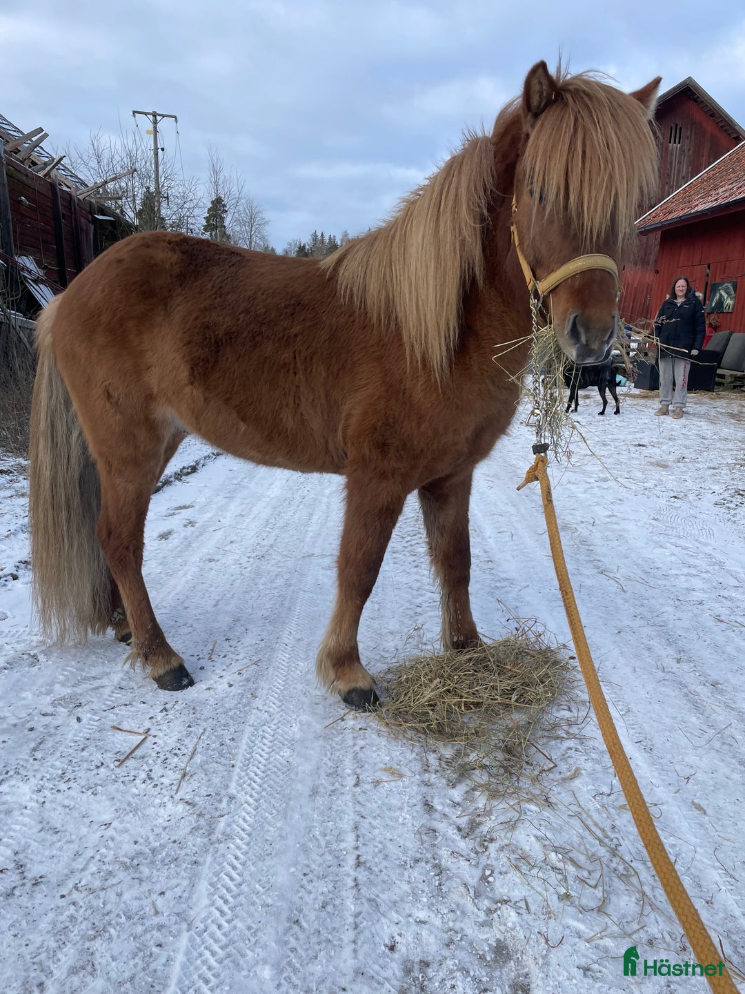 Island hästar till salu: En kompis för livet i Sköldinge - Annons 4
