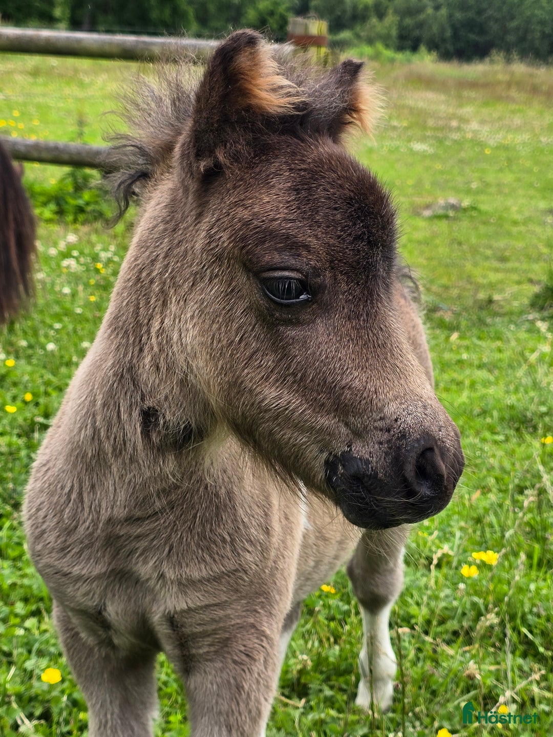 Allround hästar till salu: Bedårande minishetland i Hörby - Annons 13