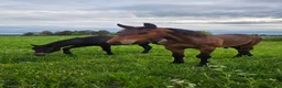  stallplats finnes: Löstdrift unghäst - Annons 1