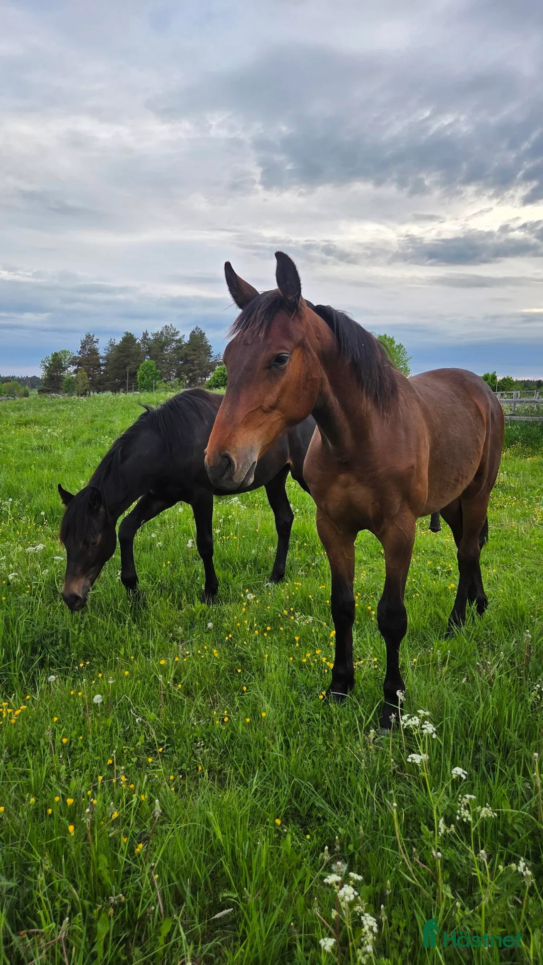  stallplats finnes: Löstdrift unghäst - Annons 1