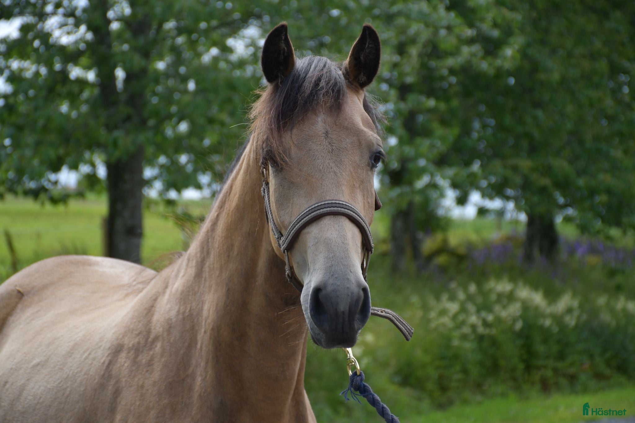  hästar Norrhults Euphoria  - Annons 11