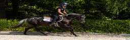 Hoppning hästar till salu: Amazing C-pony  - Annons 5