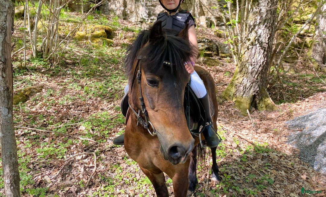  medryttarhäst finnes: 2 ponnys söker medryttare i Mölnlycke - Bild 4