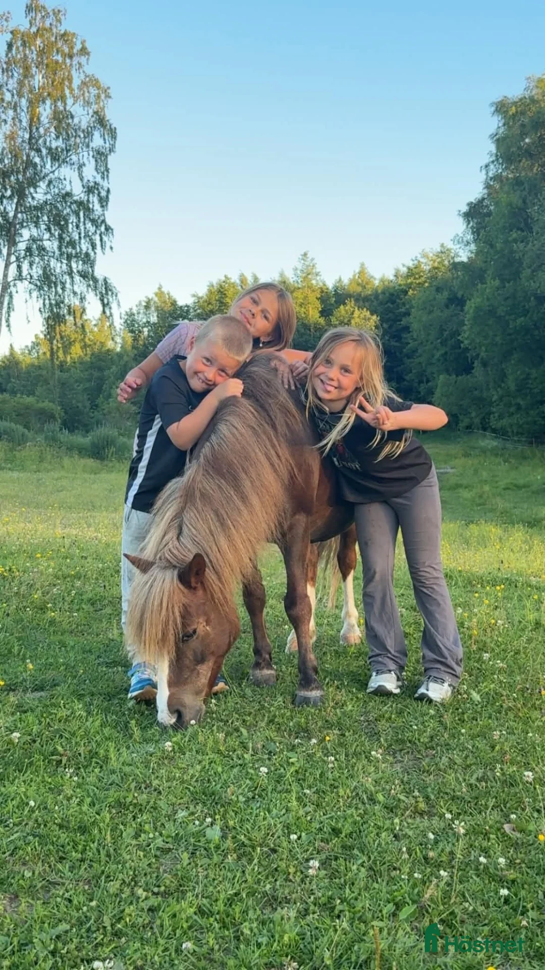 Allround hästar till salu: Barnponny med stort hjärta  - Annons 5