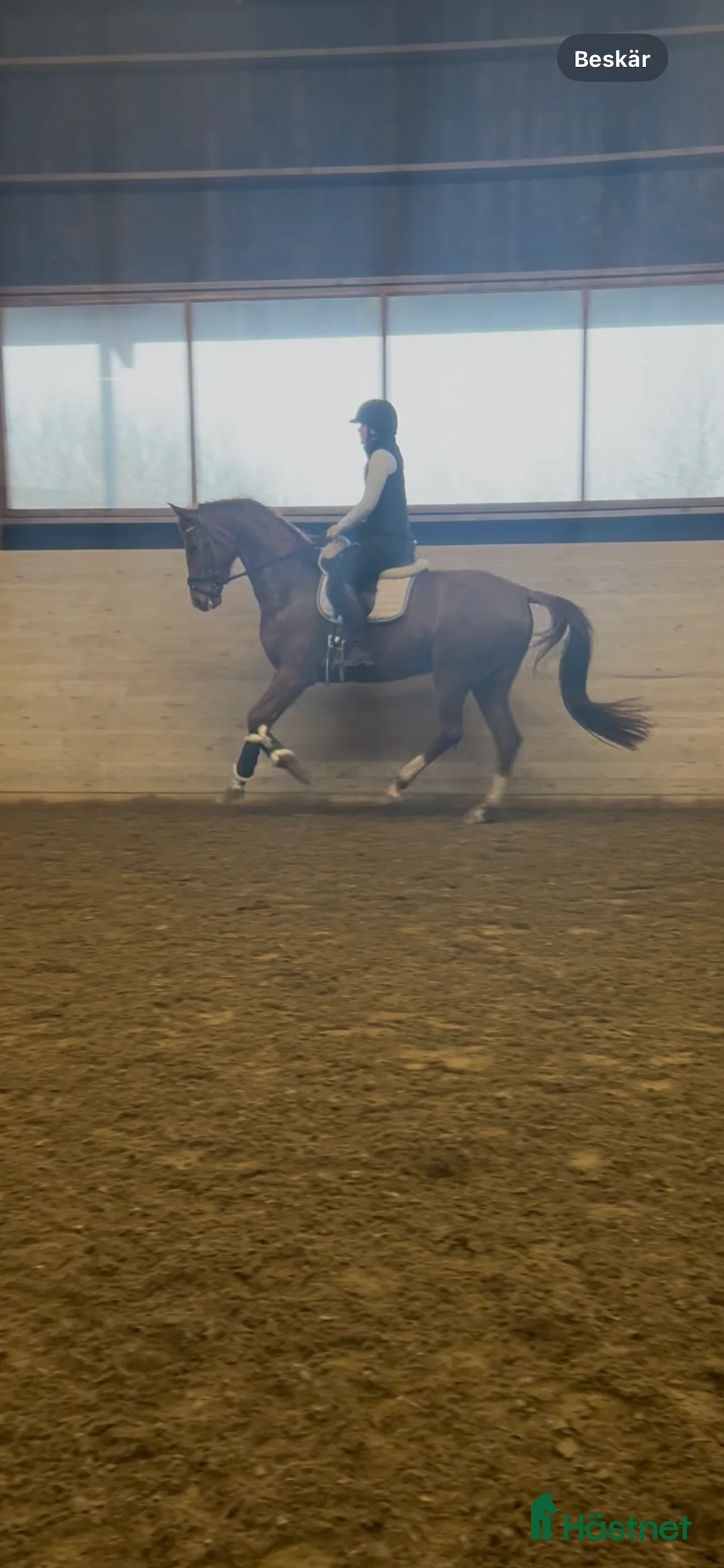  foderhäst sökes: Samarbete sökes  i Genarp - Annons 2