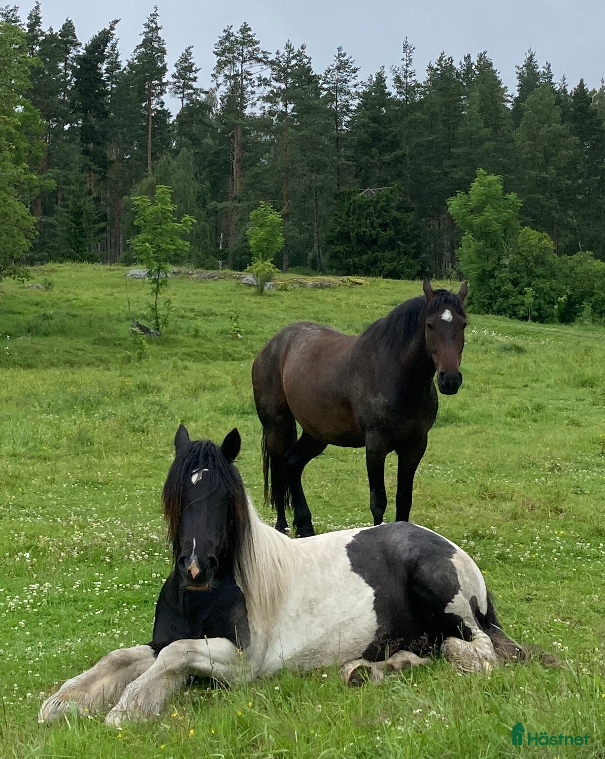  hästservice Boxplats/lösdrift NorrKivsta Sala - Annons 2