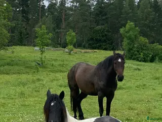 hästservice Boxplats/lösdrift NorrKivsta Sala - Annons 4