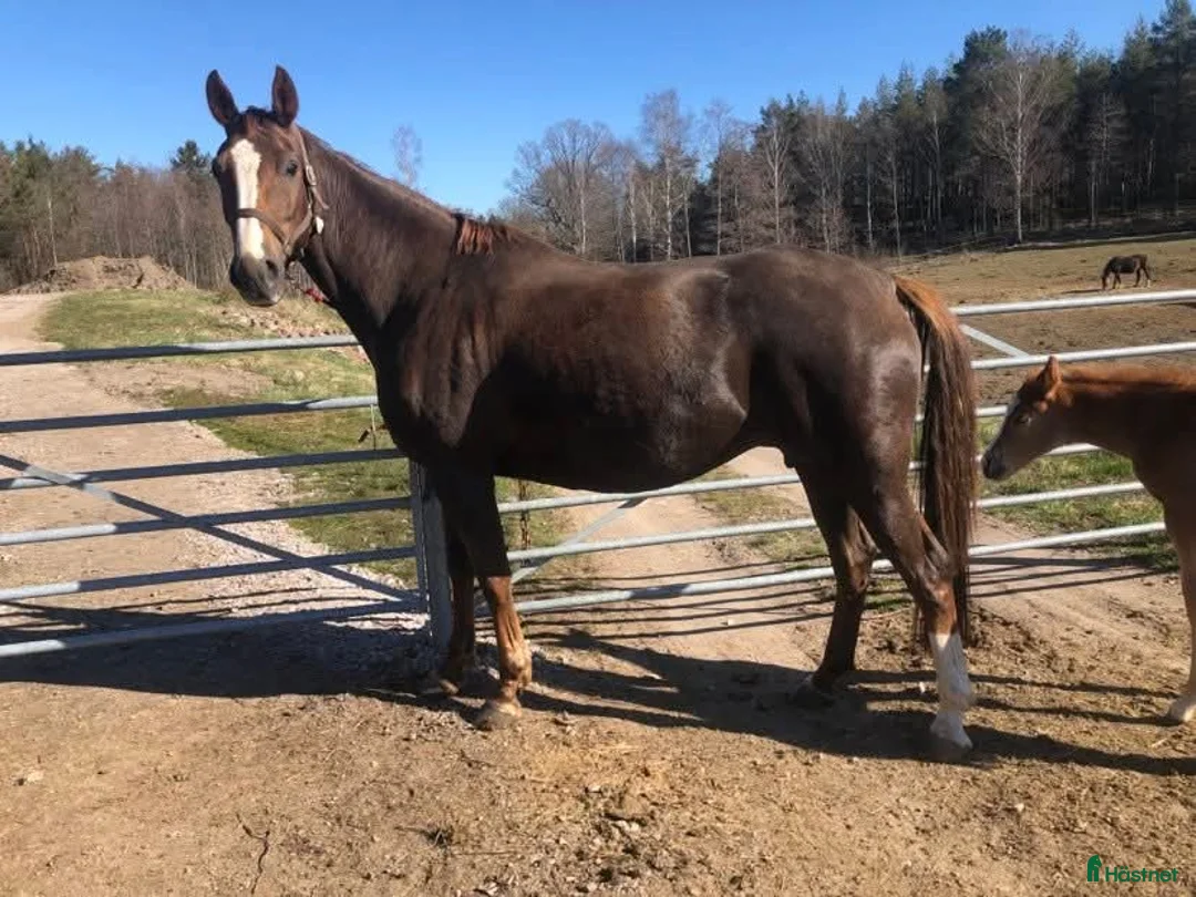 Avelshästar hästar till salu: Avelssto/sällskapshäst   - Annons 2