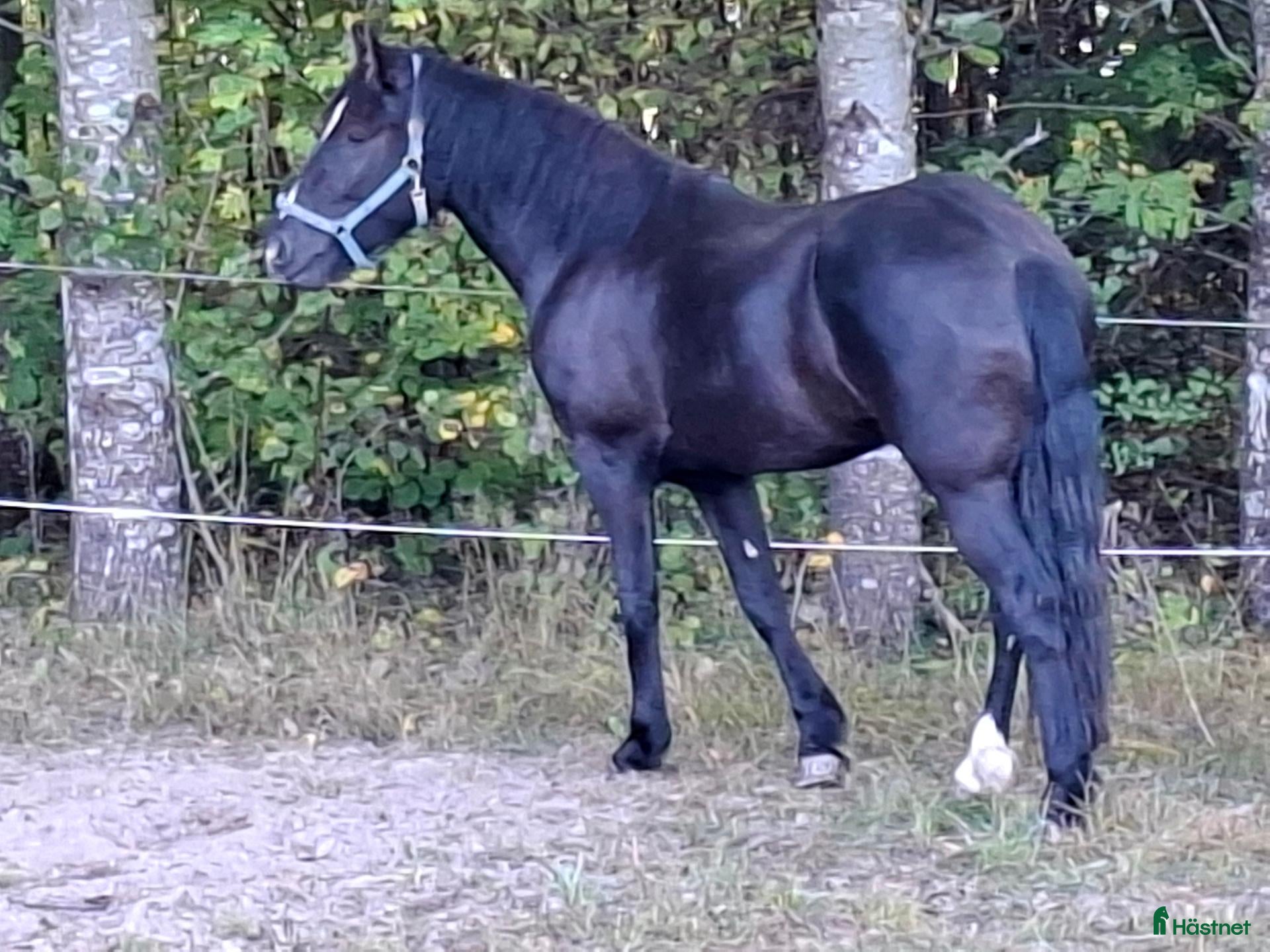  hästar Stort, vackert kallblod. - Annons 2