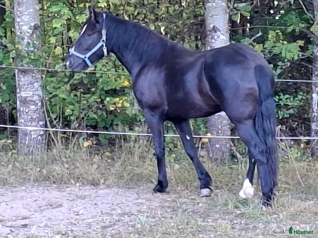 Allround hästar till salu: Stort, vackert kallblod. i Säffle - Annons 2
