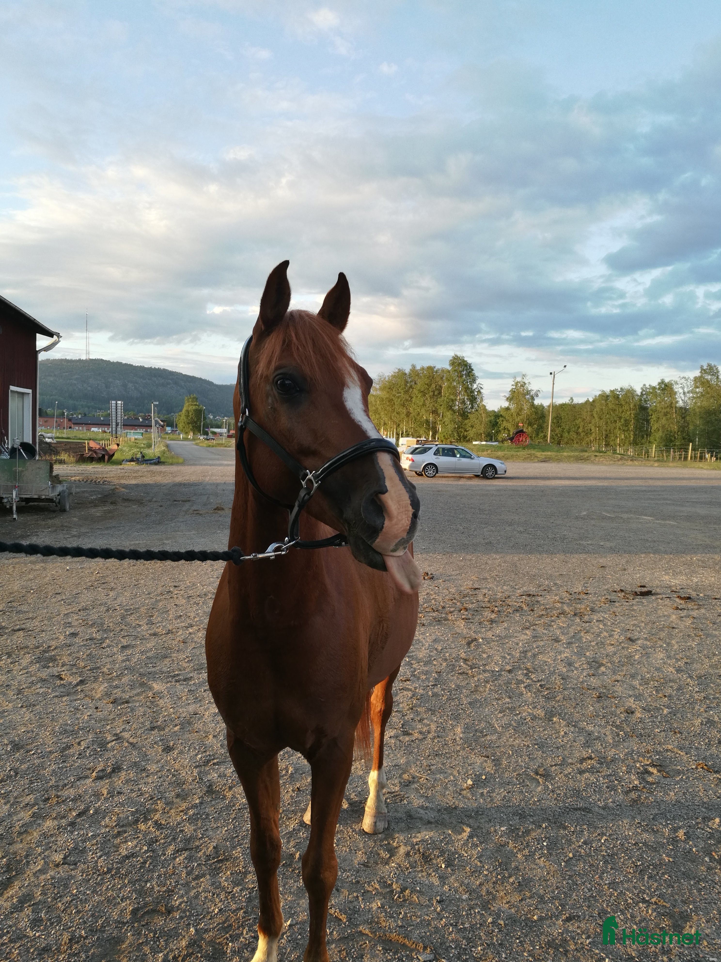  hästar Arbetsvillig charmör i Örnsköldsvik - Annons 5