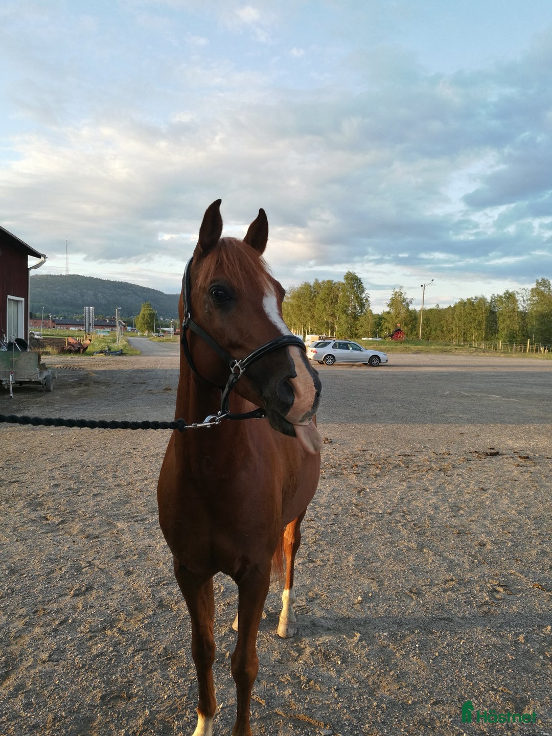 Allround hästar till salu: Arbetsvillig charmör i Örnsköldsvik - Annons 1