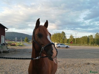Allround hästar till salu: Arbetsvillig charmör i Örnsköldsvik - Annons 1