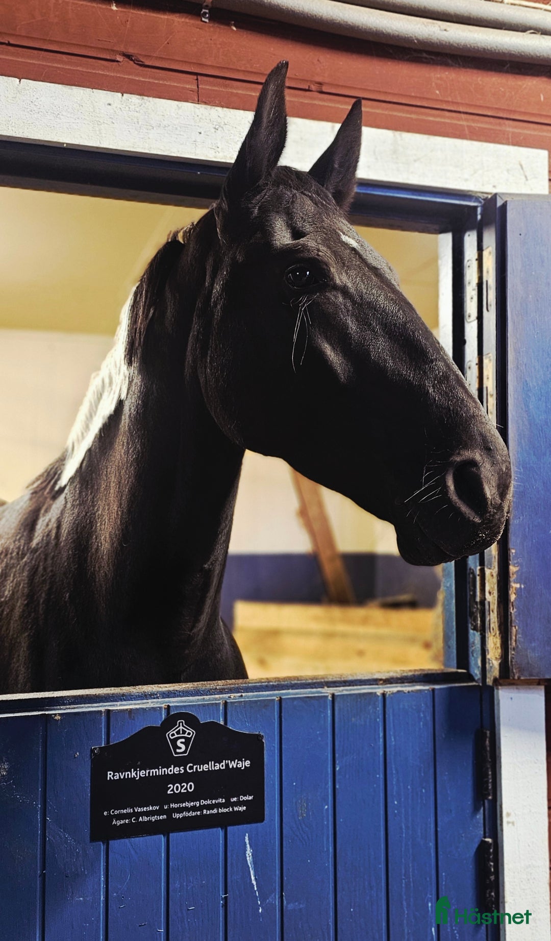 Allround hästar till salu: Vackert Sto i Vimmerby - Annons 11