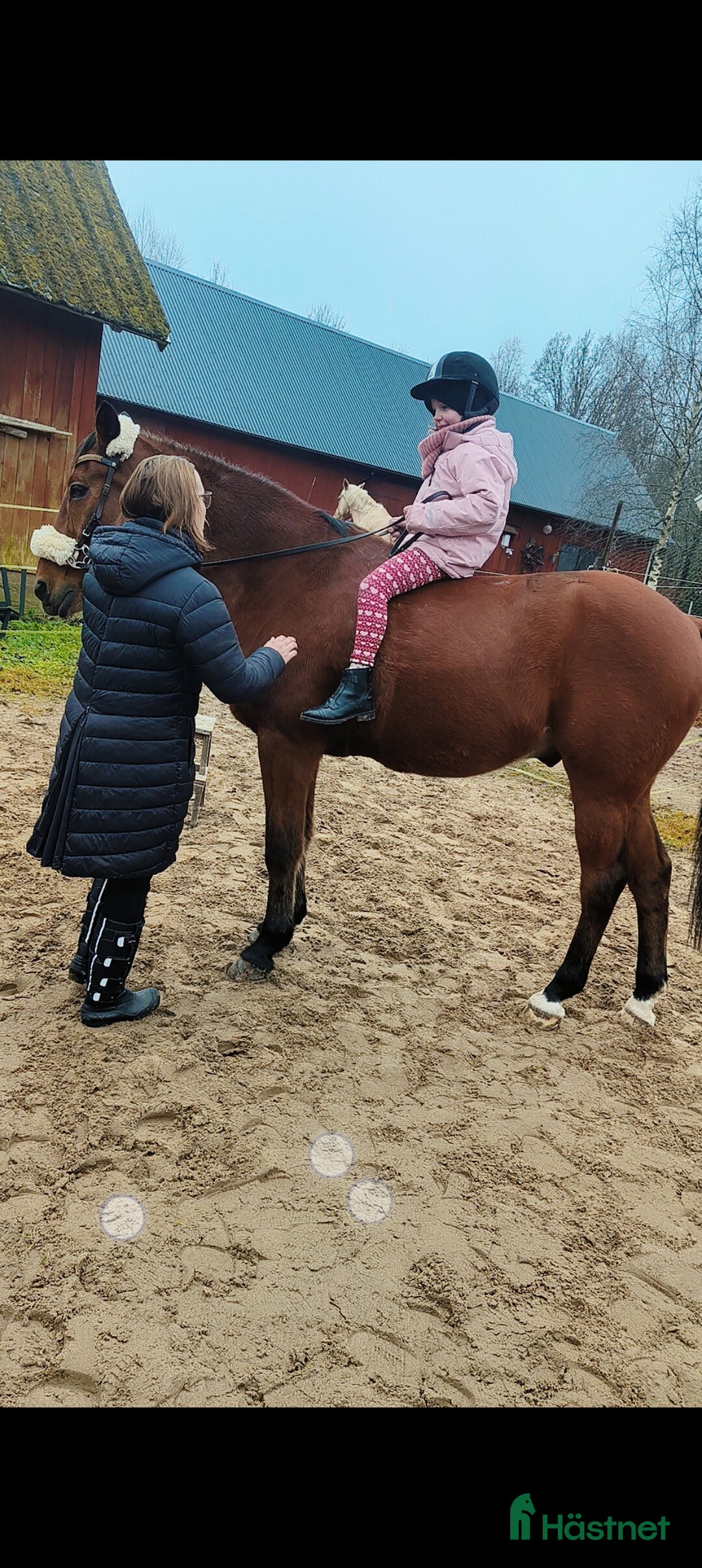 Allround hästar till salu: Underbar valack söker föralltid hem i Eneryda - Annons 2