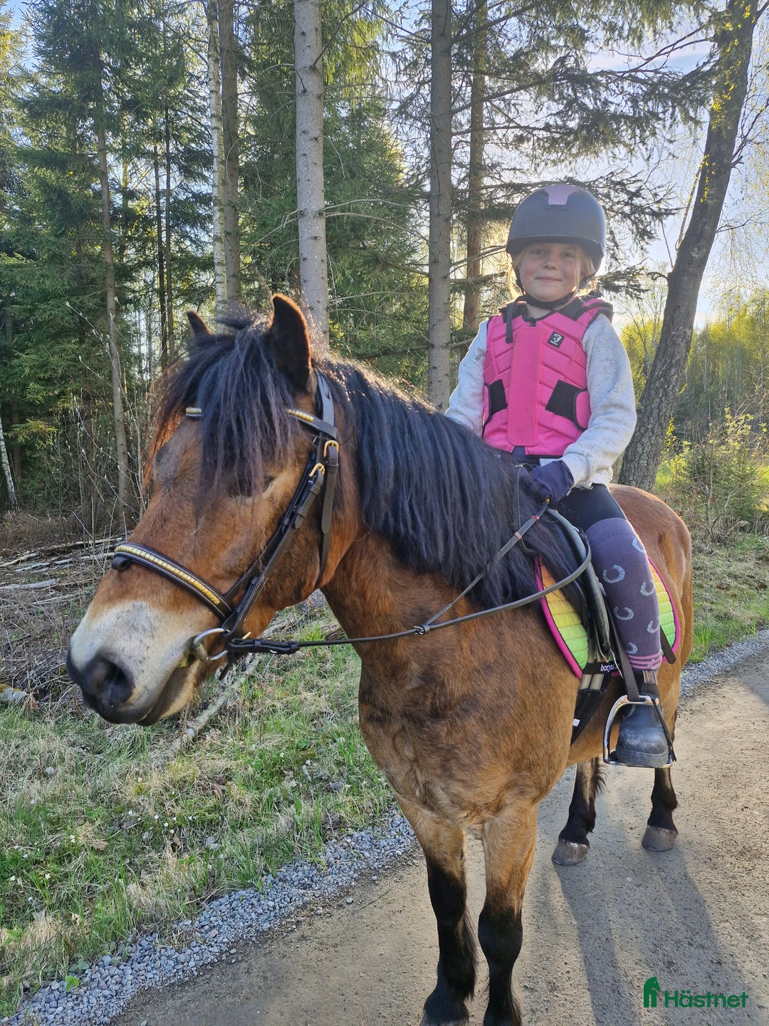 Allround hästar till salu: En tuff kille i Kalvsvik - Annons 4