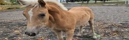 Allround hästar till salu: Snyggt haflinger hingstföl  - Annons 3