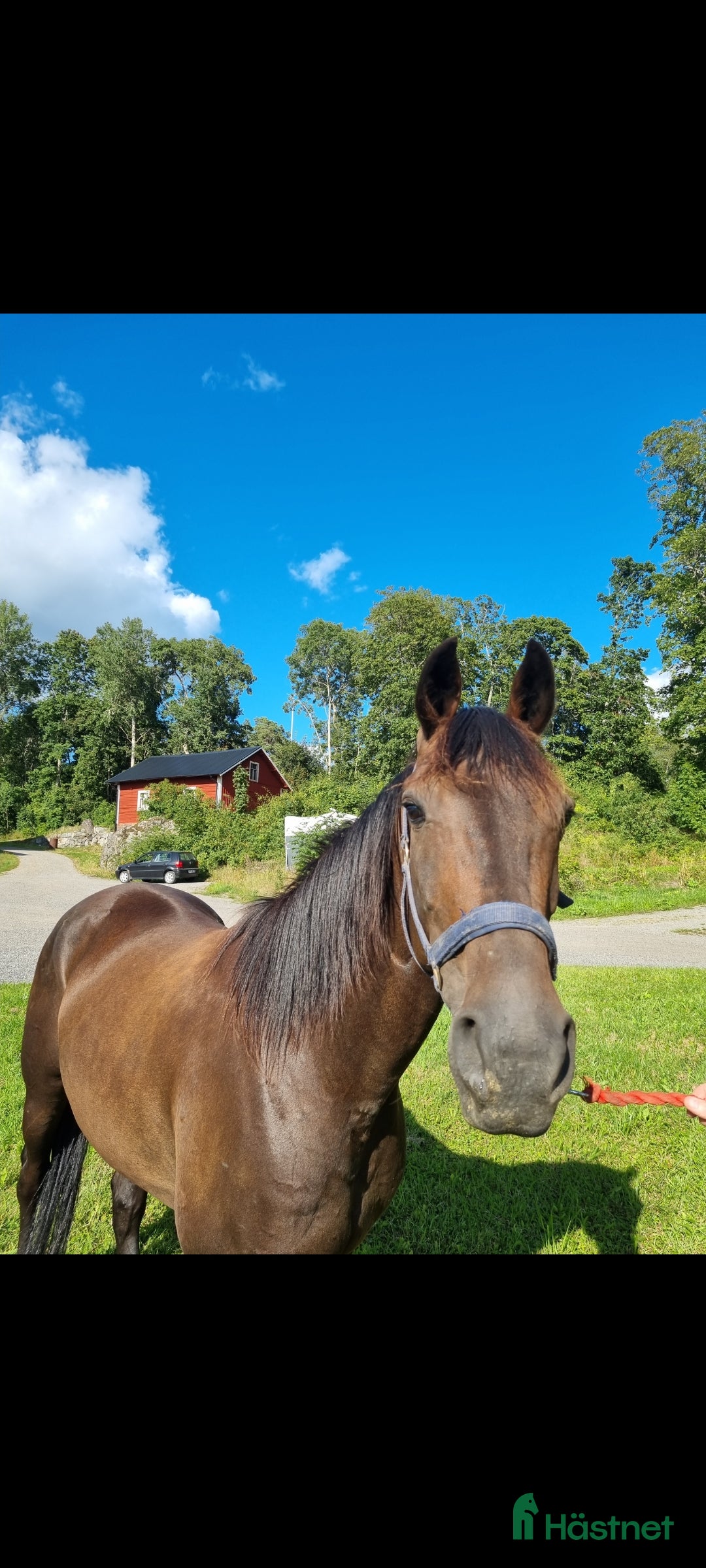 Allround hästar till salu: Till salu i Sorunda - Annons 1