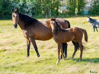 hästar i Klågerup - Annons 21