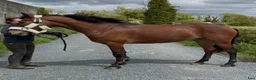 Allround hästar till salu: Connemara gelding 148cm - Annons 15
