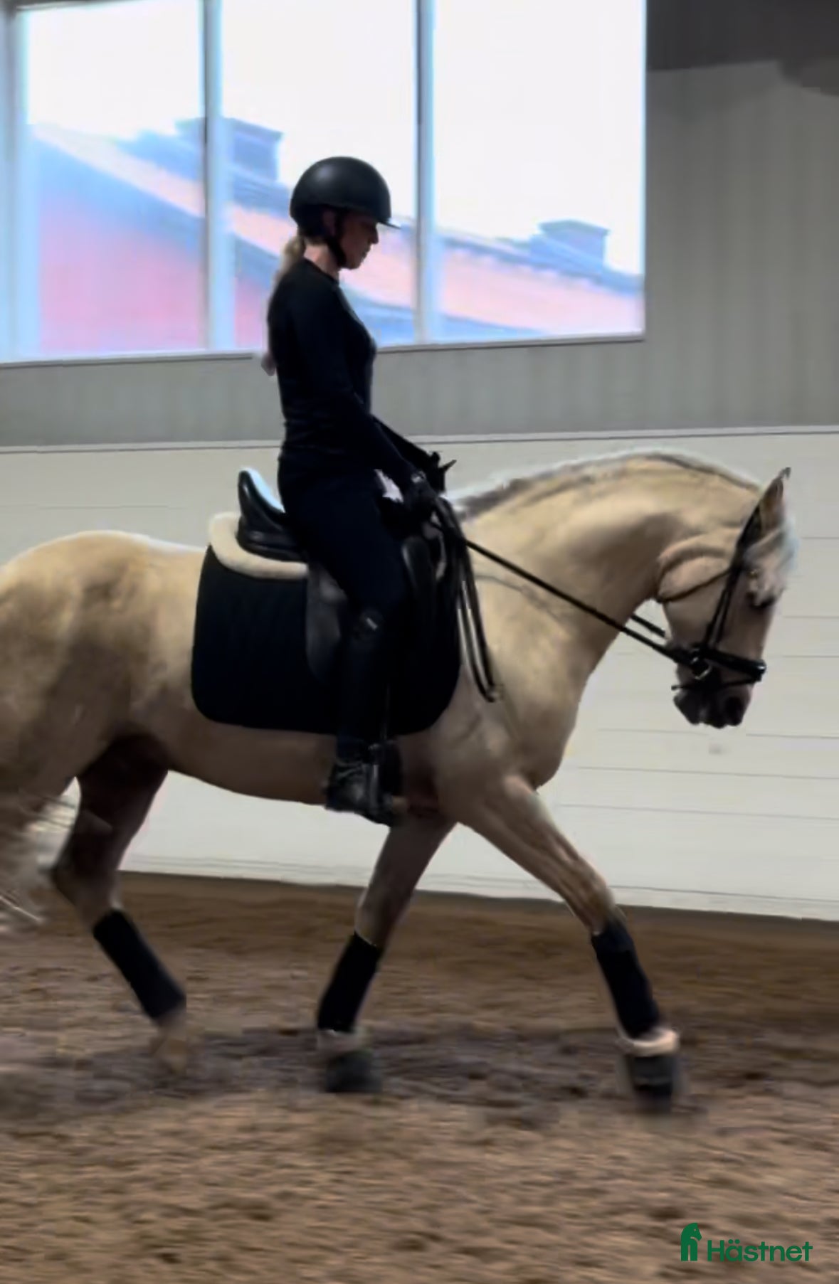 Allround hästar till salu: Älskad ponny med internationella meriter!  i Värmdö - Annons 3