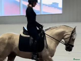 Allround hästar till salu: Älskad ponny med internationella meriter! i Värmdö - Annons 3