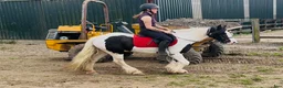 Allround hästar till salu: “Bombproof” 138cm mare - Annons 12
